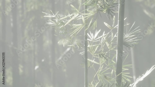 Bamboo plants stand tall in a misty forest during early morning hours. Light filters through the leaves creating a soft atmosphere. The scene shows nature and growth in a serene setting.