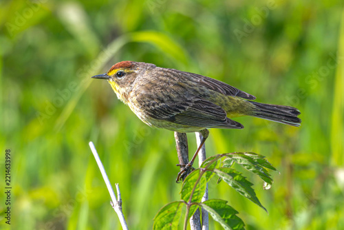 Palm warbler perched on a plant.