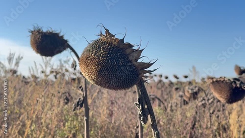 Close-up video of dry sunflower heads in a harvested field under clear sky, concept of drought, crop failure, harvest loss, climate change, food insecurity, farming crisis and agricultural risk.