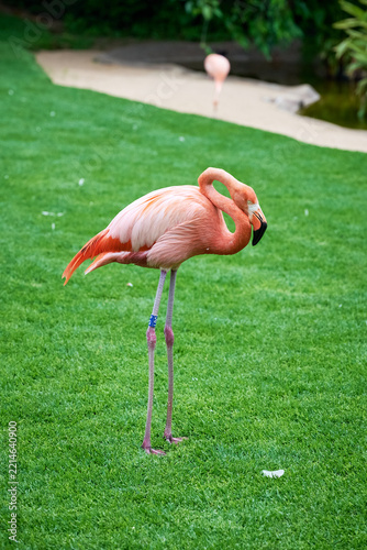 Flamingos in the water and on the grass, colored pink