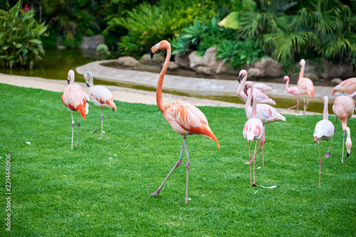 Flamingos in the water and on the grass, colored pink