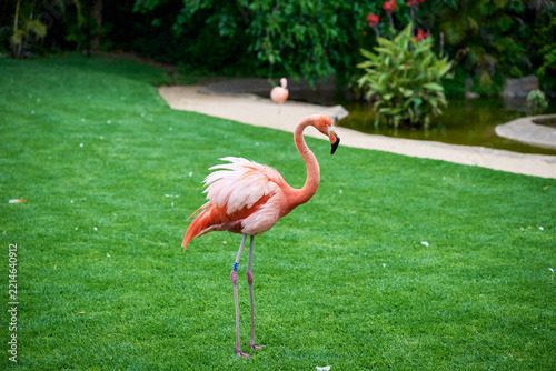 Flamingos in the water and on the grass, colored pink