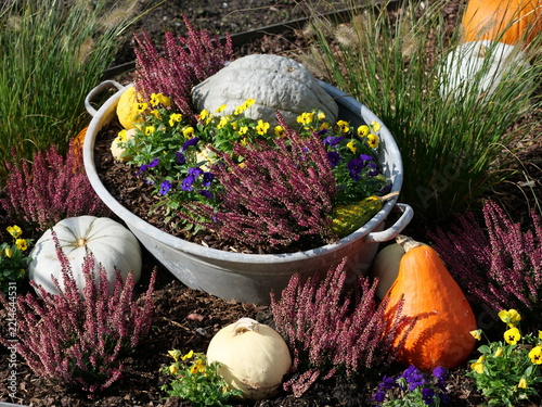 A picturesque autumn garden arrangement featuring a vintage galvanized zinc tub filled with purple heather, yellow pansies, and gourds, beautifully surrounded by diverse pumpkins and calluna plants on