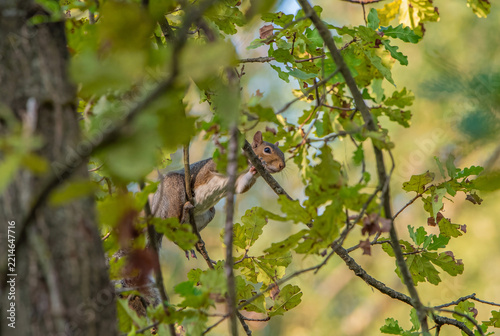 Eastern Gray Squirrel Climbing Among Oak Tree Branches