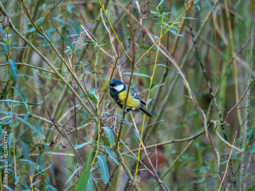 Great Tit Perched Among Willow Branches in Natural Woodland Habitat