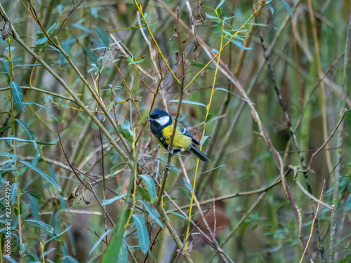 Great Tit Perched Among Willow Branches in Natural Woodland Habitat