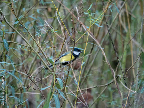Great Tit Perched Among Willow Branches in Natural Woodland Habitat