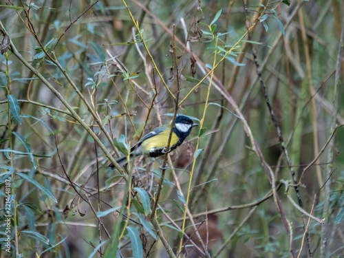 Great Tit Perched Among Willow Branches in Natural Woodland Habitat