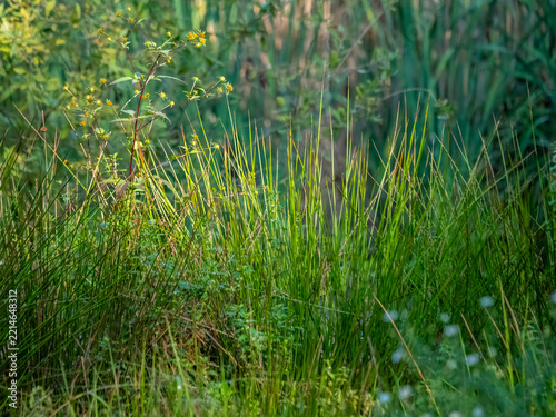 Wild Green Meadow Vegetation in Warm Natural Sunlight