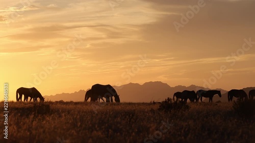 Wild Horses at Sunset in Autumn in the Utah Desert