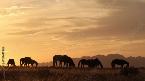 Wild Horses at Sunset in Autumn in the Utah Desert