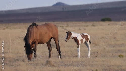 Wild Horse Mare and Foal in the Utah desert in Autumn