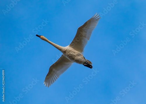 Tundra swans in flight