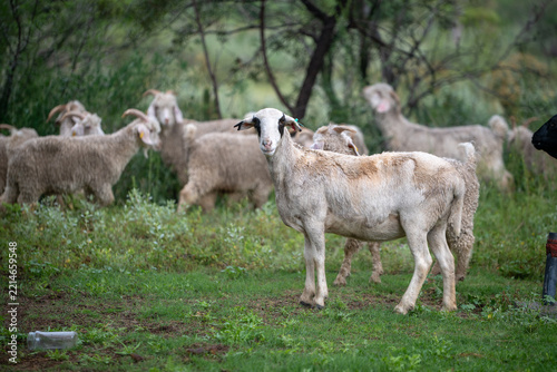 Portrait of sheep looking at camera