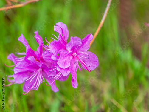 Pink flowers of Siberian rhododendron copy space. Rhododendron dauricum. Spring flowering of Altai rhododendron.