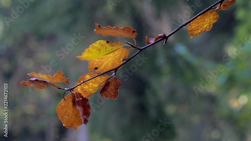 Golden brown beech leaves hanging on a thin branch in autumn forest with soft blurred background.