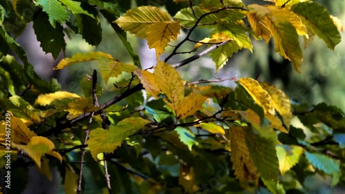 Golden yellow leaves on a hornbeam tree branch swaying softly in sunlight during autumn season in forest.
