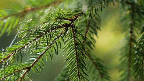 Bright sunlight highlighting sharp green spruce needles on a tree branch, creating a vivid, fresh natural scene with a soft bokeh backdrop.