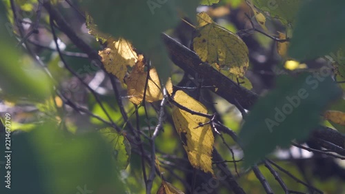 Golden yellow leaves illuminated by backlighting in an autumn forest, with soft bokeh background and natural sun flare creating a warm seasonal mood.