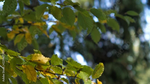 A branch of hornbeam tree with green and yellow leaves swaying gently in light in autumn forest.