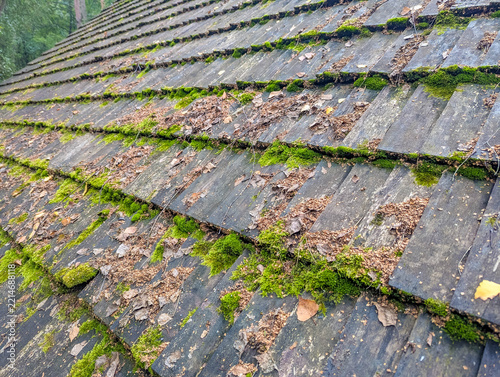 Warsaw, Poland,May 03, 2026. Perspective view of old wooden shingle roof covered with green moss in forest setting. High quality photograph