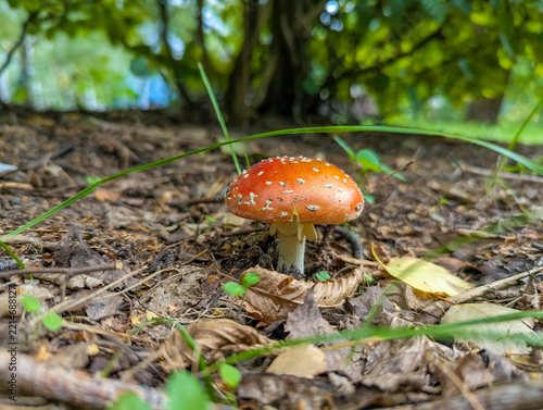 Warsaw, Poland,May 03, 2026. Small fly agaric mushroom Amanita muscaria growing in forest soil among green grass close up. High quality photograph