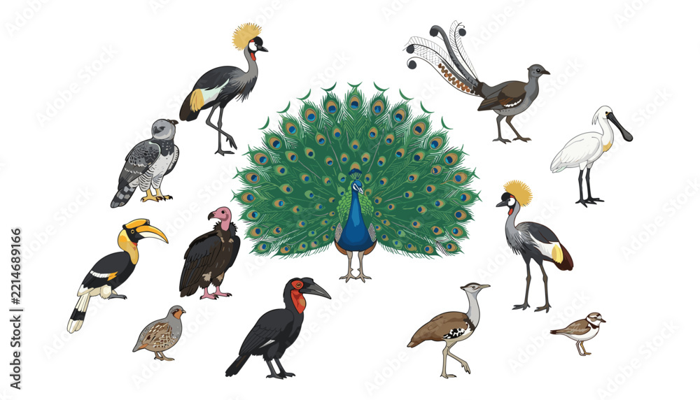 Fototapeta premium Exotic wild birds vector collection featuring a peacock hornbill vulture crane and spoonbill isolated on white background