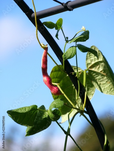 Rote Bohnenam Strauch vor Himmel