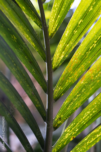 Sunlit green palm frond with diagonal leaflets