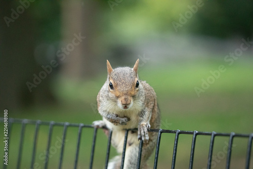 Grey squirrel facing the camera on a metal fence