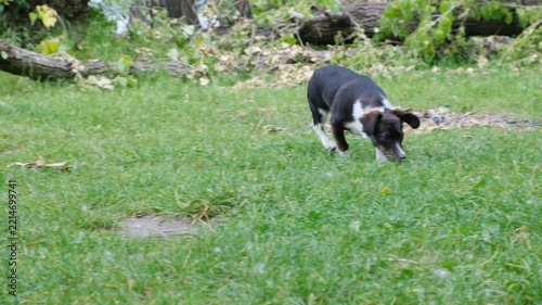 Black Jack Russell Terrier sniffing through green grass outdoors, concept of scent tracking, natural canine behavior, curiosity, exploration, hunting instinct, pet activity and outdoor enrichment.