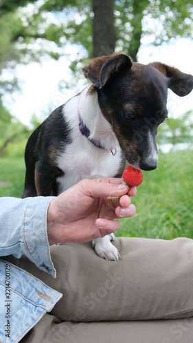 Black Jack Russell Terrier sitting outdoors and taking a raspberry from a human hand, concept of pet feeding, training, obedience, healthy treats, curiosity, trust and human animal bond.