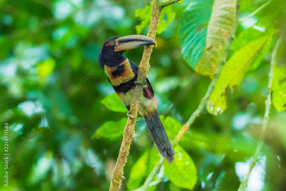 Fototapeta premium A Pale-mandibled Aracari (Pteroglossus erythropygius) perched on a mossy branch in the lush tropical cloud forest of Ecuador.