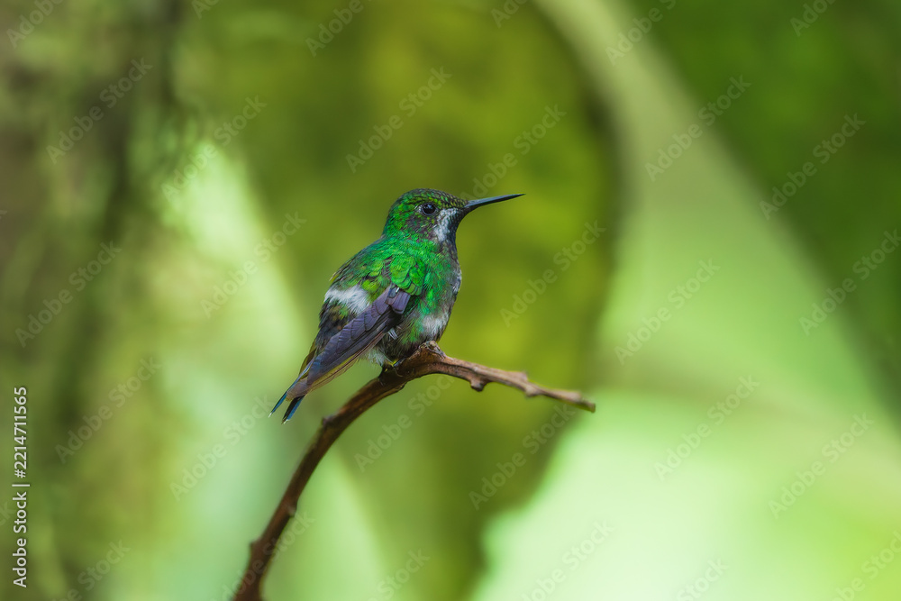 Fototapeta premium Green Thorntail hummingbird (Discosura conversii) perched on a vibrant tropical flower stalk in the cloud forest of Ecuador