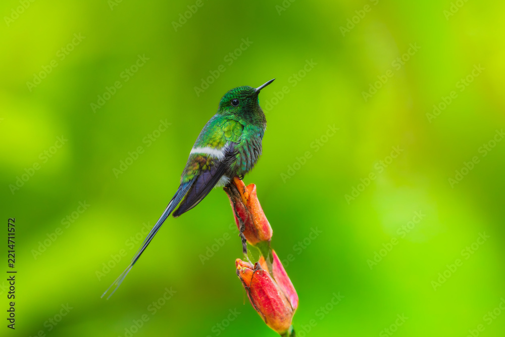 Fototapeta premium Green Thorntail hummingbird (Discosura conversii) perched on a vibrant tropical flower stalk in the cloud forest of Ecuador