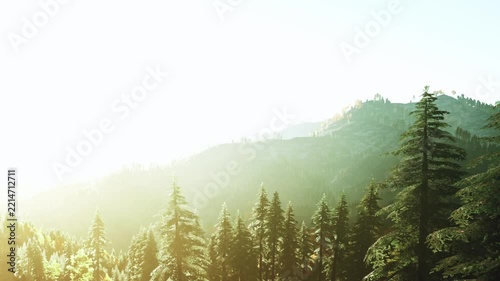 Golden sunlight filters through towering evergreen trees, casting a warm glow on the vibrant green forest. Majestic mountains rise in the backdrop, creating a peaceful retreat in nature.