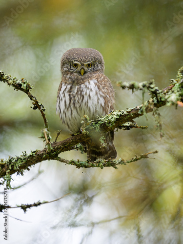 Pygmy owl in the forest scenery