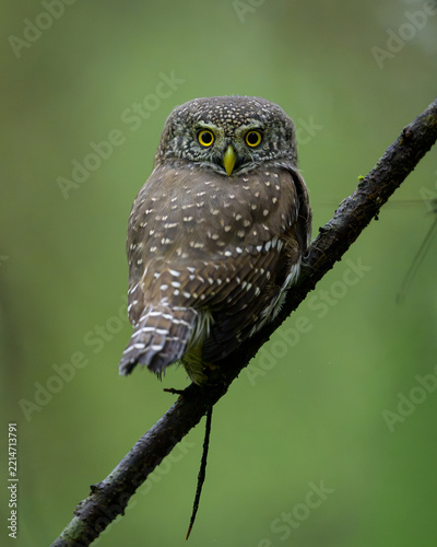 Eurasian Pygmy Owl in the forest