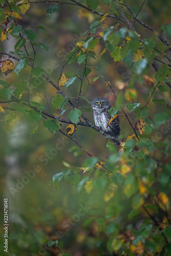 Pygmy owl in the autumn environment