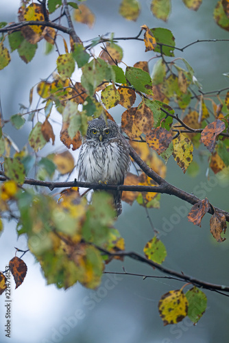 Pygmy owl in the autumn environment
