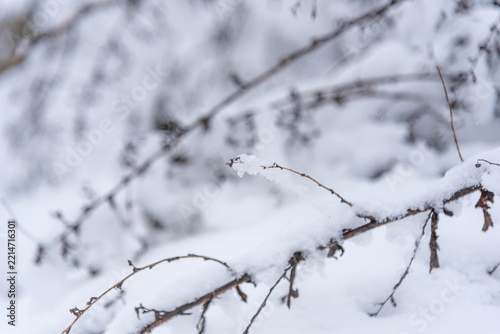 Macro Close Up of Tree Branch Covered in Snow