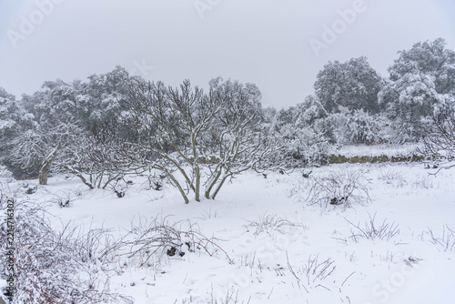 Snowy Winter Forest and Bare Trees Landscape