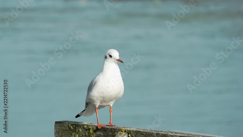 Seagull perched on a piece of driftwood with the sea in the background, slowly turning its head and observing its surroundings. Captured in smooth slow motion, highlighting the bird’s natural behavior