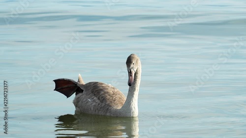 Brown swan calmly swimming across gently moving waves, captured in smooth slow motion. The bird glides through the water while soft waves and natural reflections create a peaceful and atmospheric wild