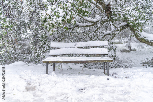 Empty Wooden Bench in Snowy Park with Large Oak Tree