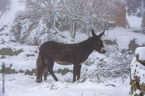 Brown Donkey Standing in Snowy Field with Rural Backdrop