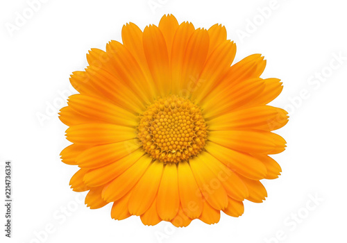 Bright yellow cheerful flower