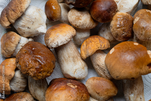 Close Up of Fresh Wild Porcini Mushrooms