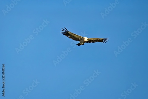 Griffon vulture flying in clear sky, Beli, Croatia - September 2026