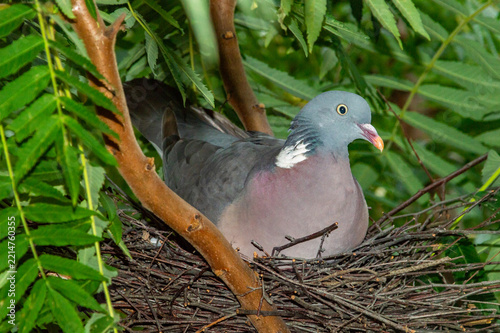 Pigeon incubating eggs in the nest.